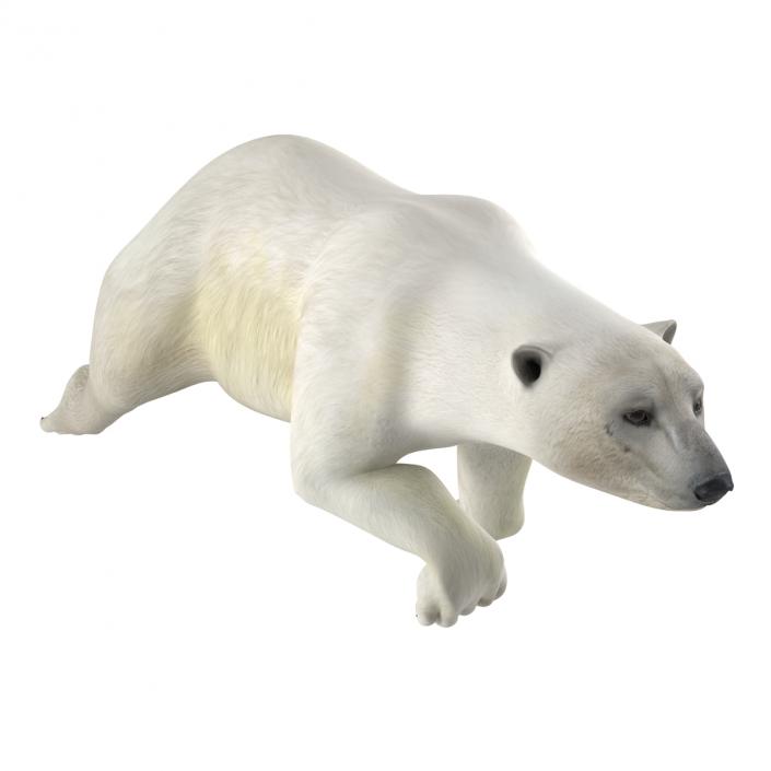 Polar Bear Rigged 3D