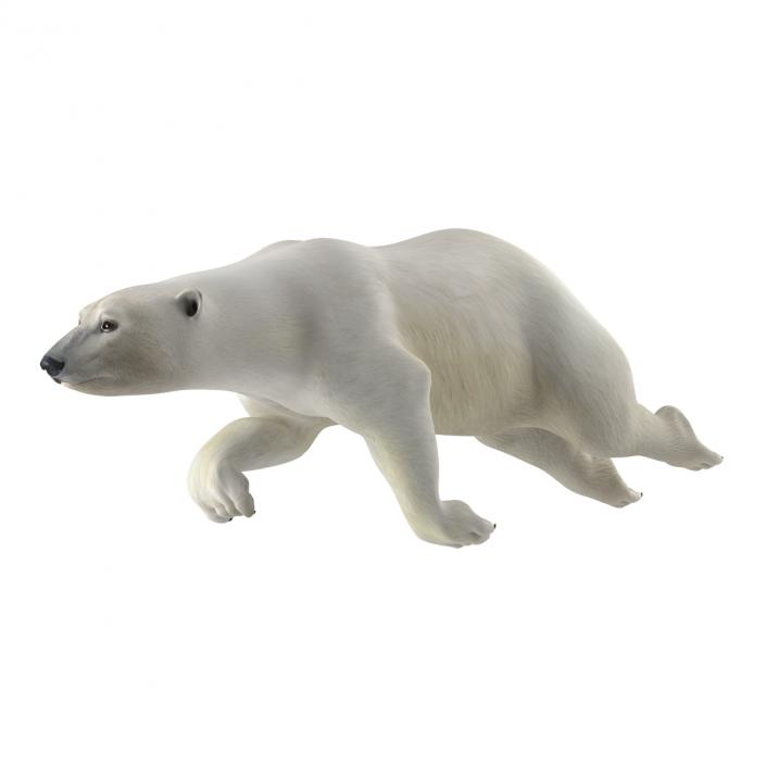 Polar Bear Rigged 3D