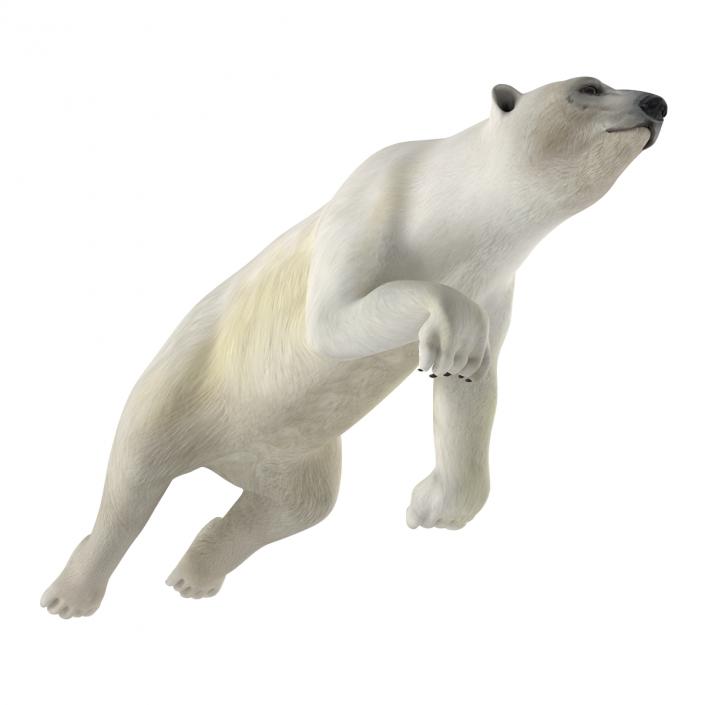 Polar Bear Rigged 3D