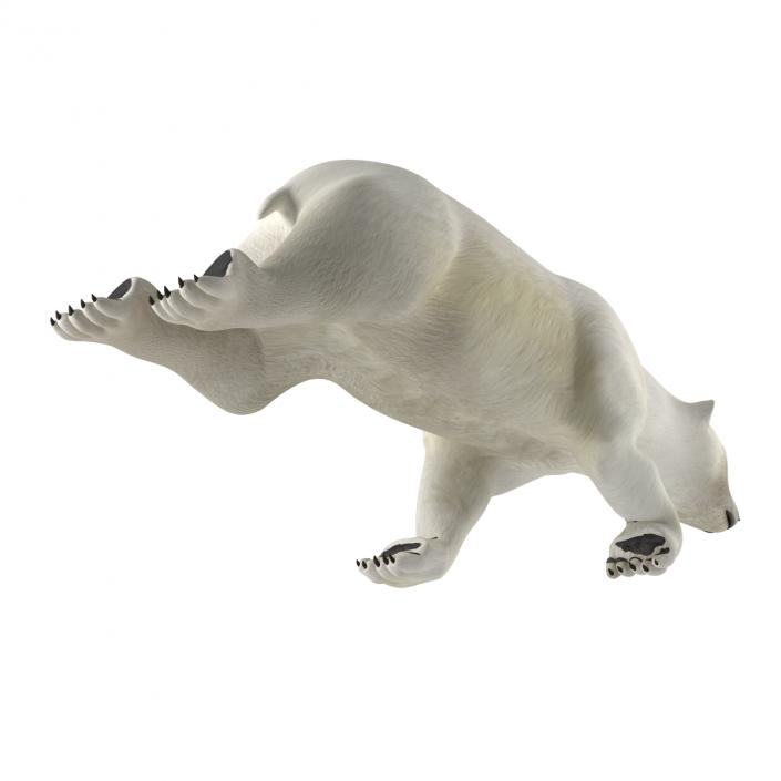 Polar Bear Rigged 3D