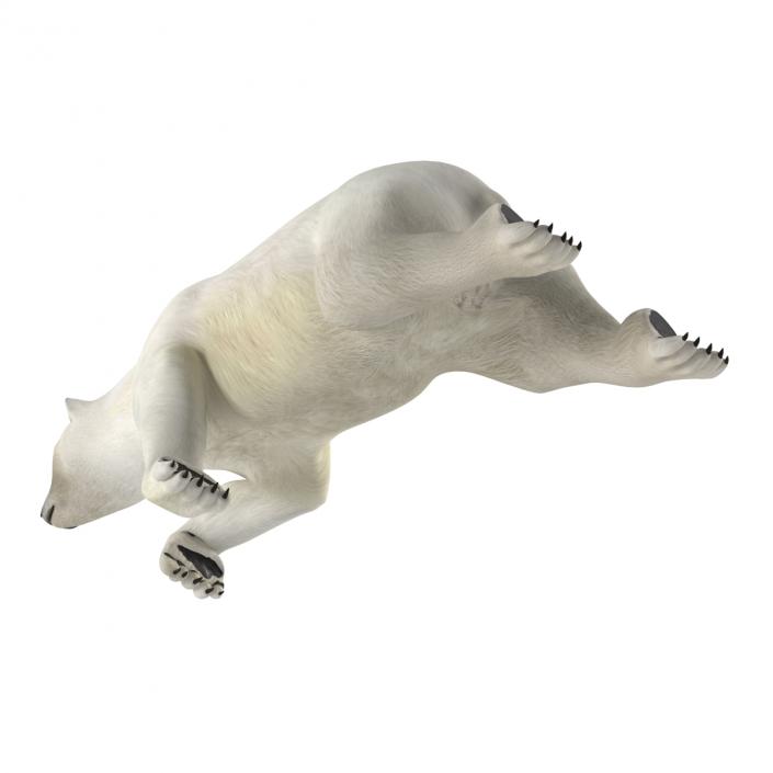 Polar Bear Rigged 3D