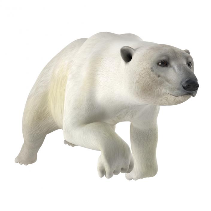 Polar Bear Rigged 3D