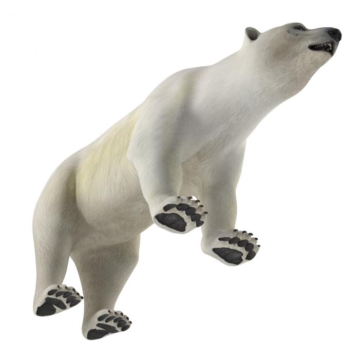 Polar Bear Rigged 3D