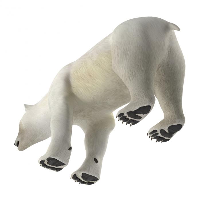 Polar Bear Rigged 3D