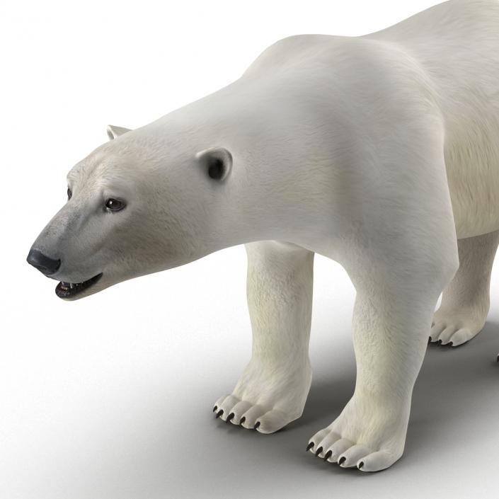 Polar Bear Rigged 3D