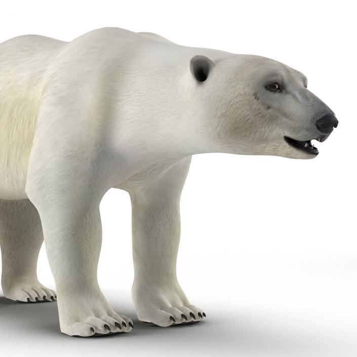 Polar Bear Rigged 3D