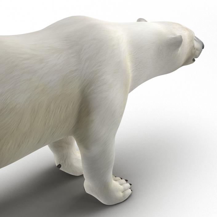 Polar Bear Rigged 3D