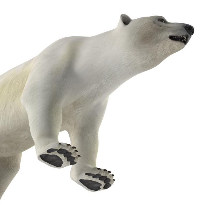 Polar Bear Rigged 3D