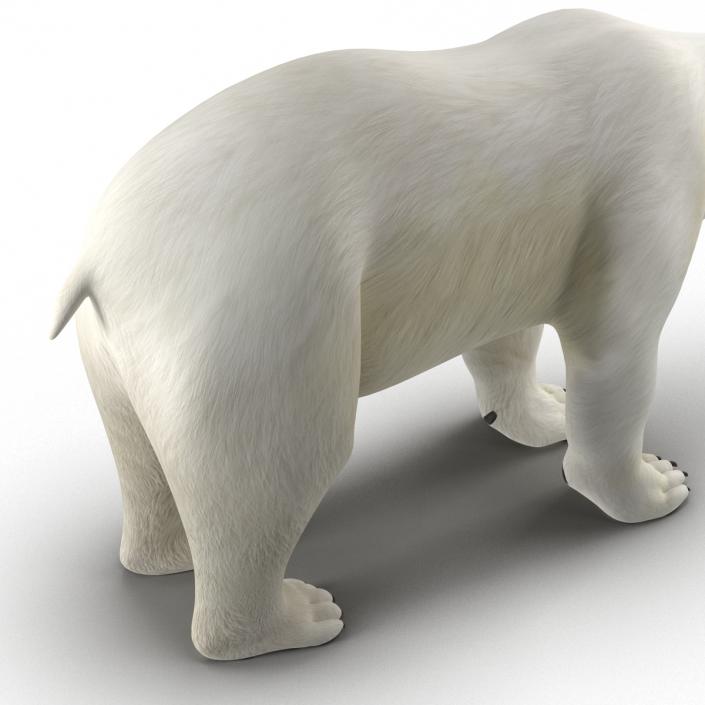 Polar Bear Rigged 3D