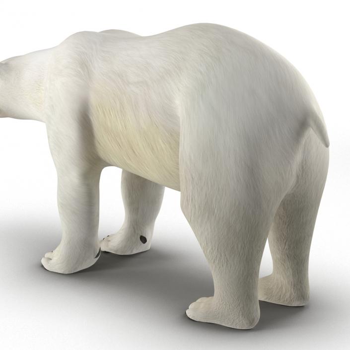 Polar Bear Rigged 3D