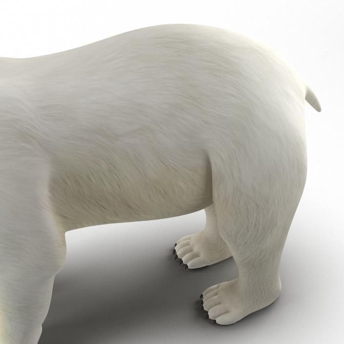 Polar Bear Rigged 3D