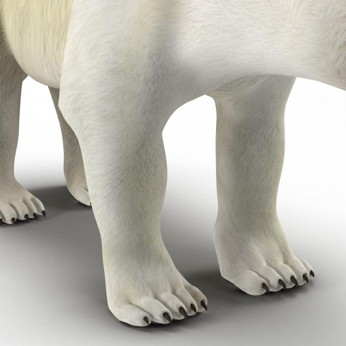 Polar Bear Rigged 3D