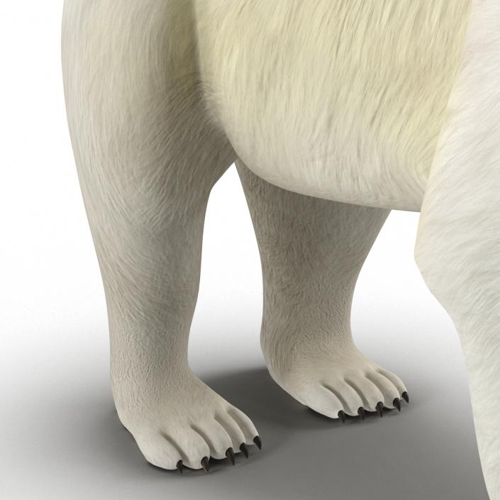 Polar Bear Rigged 3D