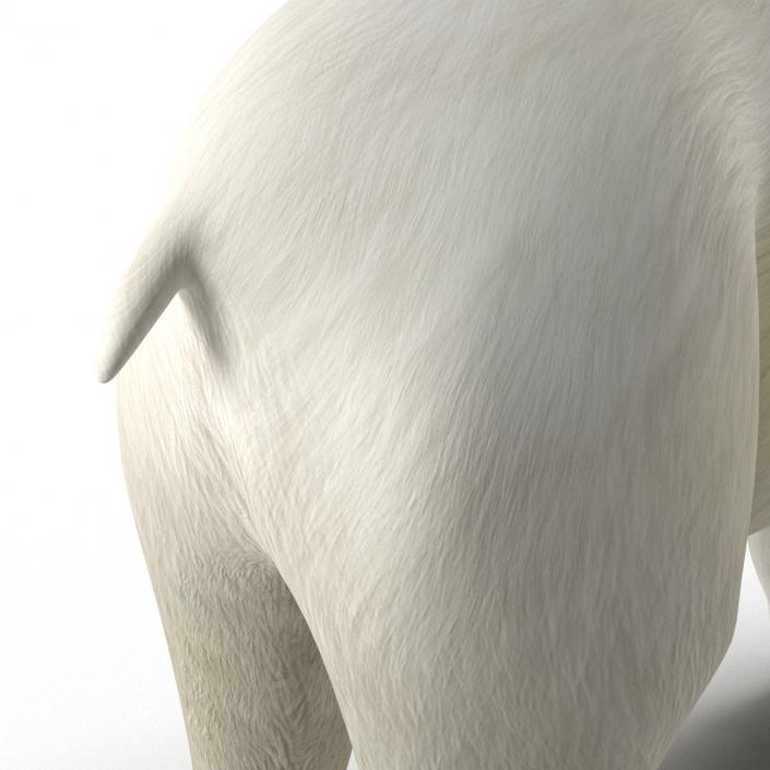 Polar Bear Rigged 3D