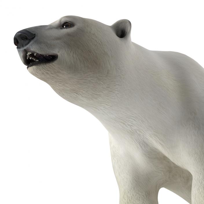 Polar Bear Rigged 3D