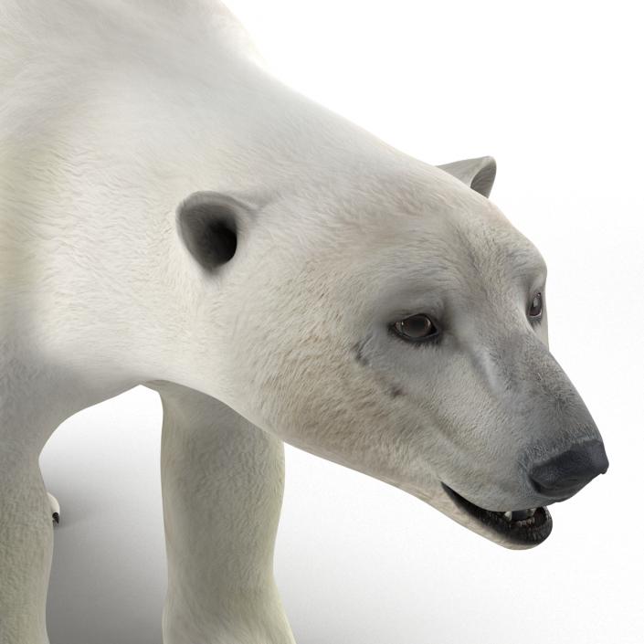 Polar Bear Rigged 3D