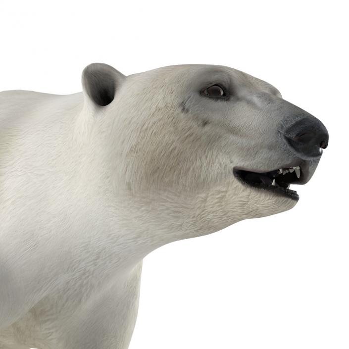 Polar Bear Rigged 3D