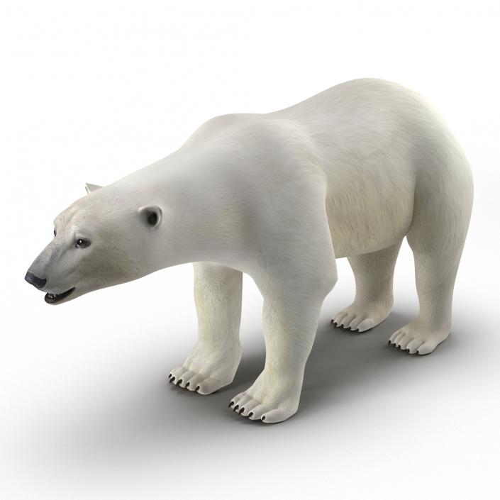 3D model Polar Bear