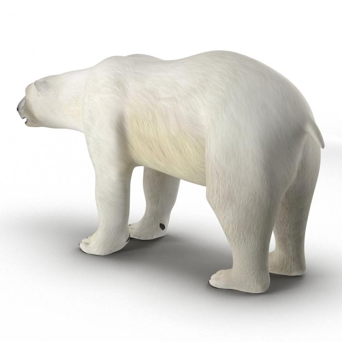 3D model Polar Bear