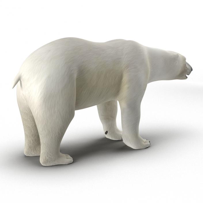 3D model Polar Bear