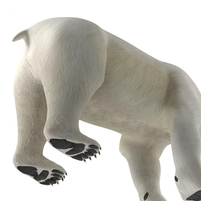 3D model Polar Bear