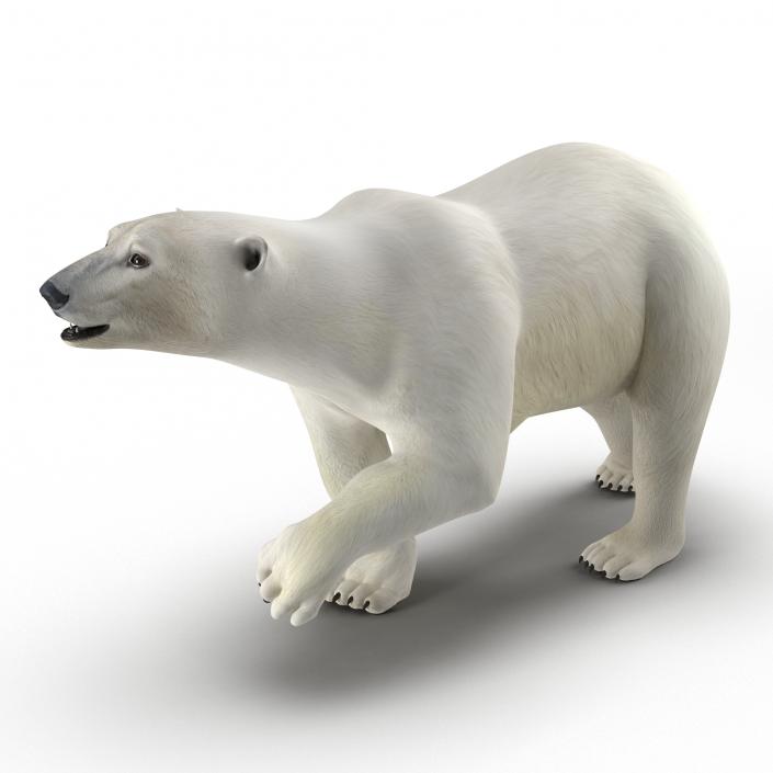 Polar Bear Pose 2 3D