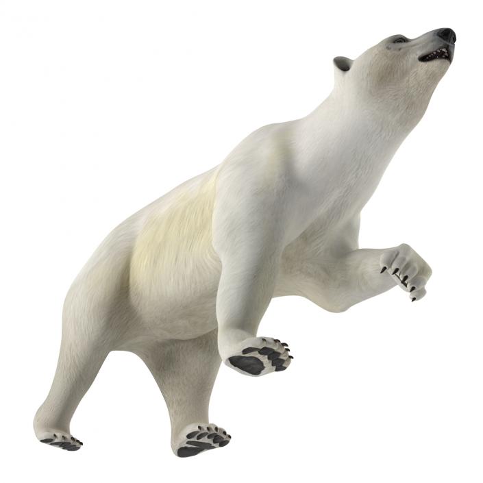 Polar Bear Pose 2 3D