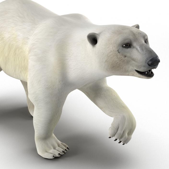 Polar Bear Pose 2 3D