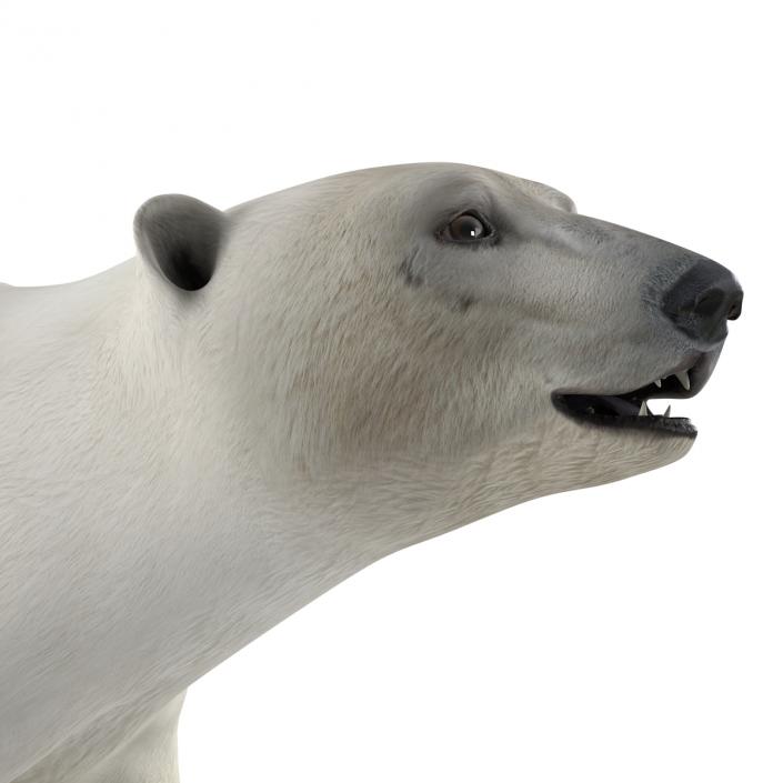 Polar Bear Pose 2 3D