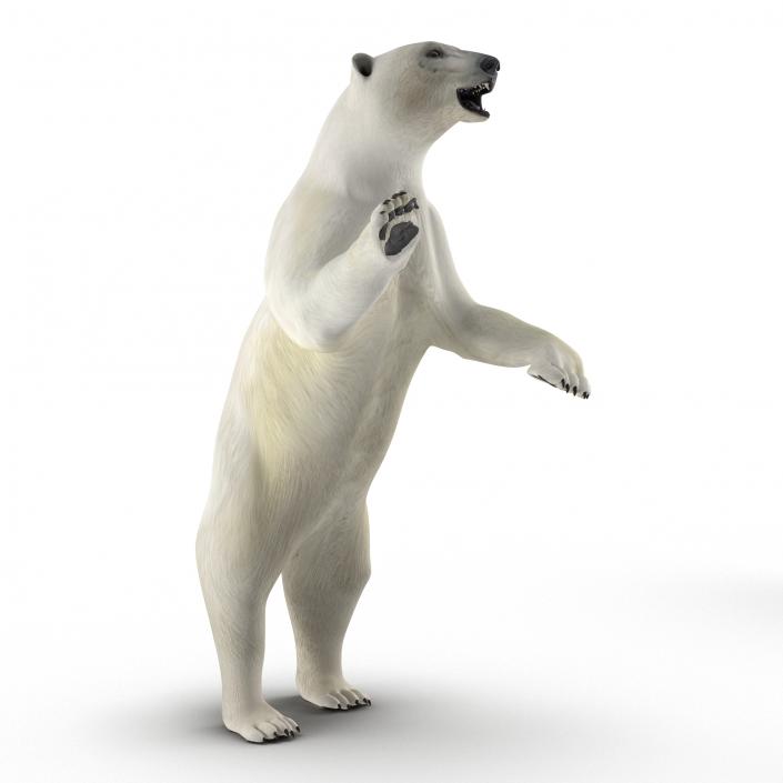 Polar Bear Pose 3 3D