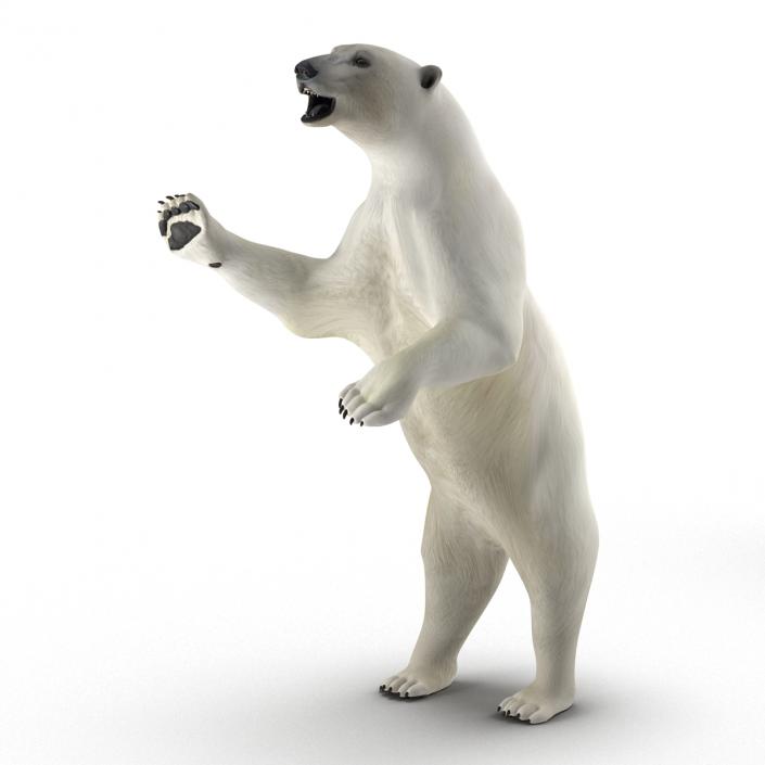 Polar Bear Pose 3 3D