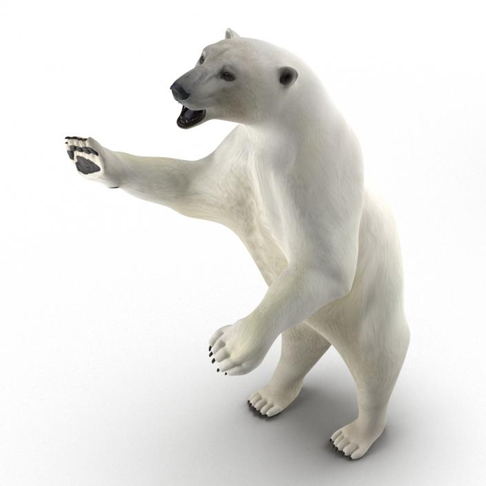 Polar Bear Pose 3 3D