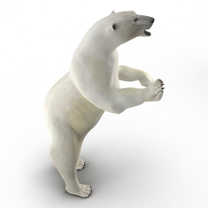 Polar Bear Pose 3 3D