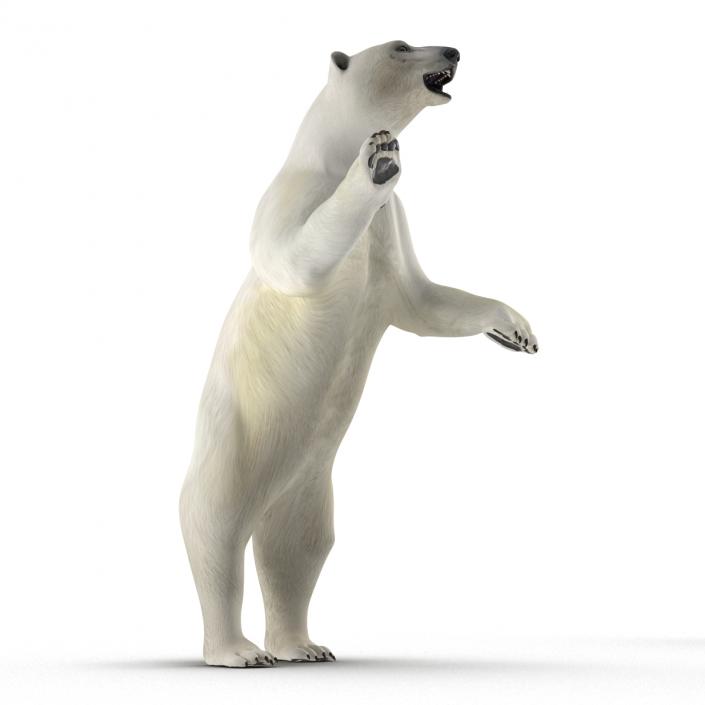 Polar Bear Pose 3 3D