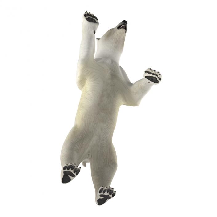 Polar Bear Pose 3 3D