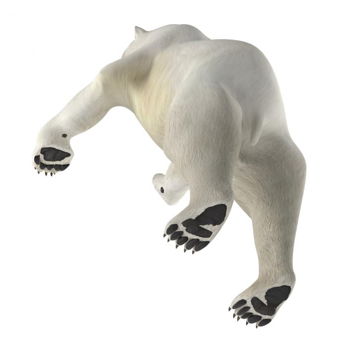 Polar Bear Pose 3 3D