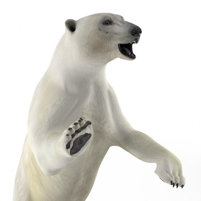 Polar Bear Pose 3 3D