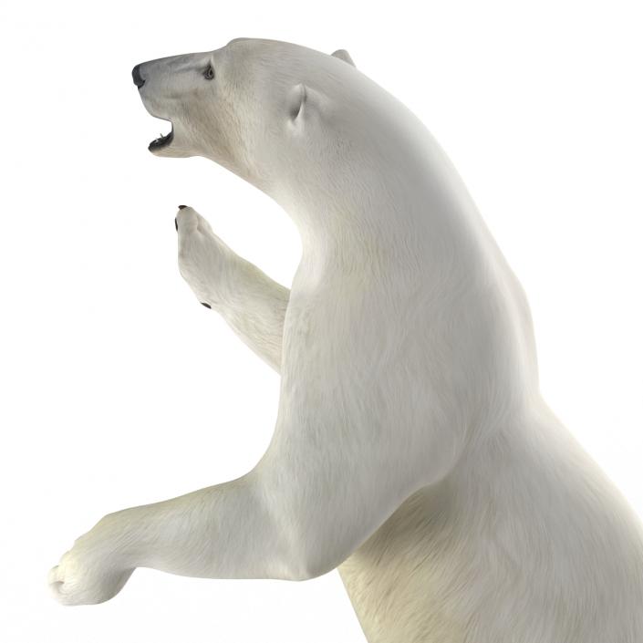 Polar Bear Pose 3 3D