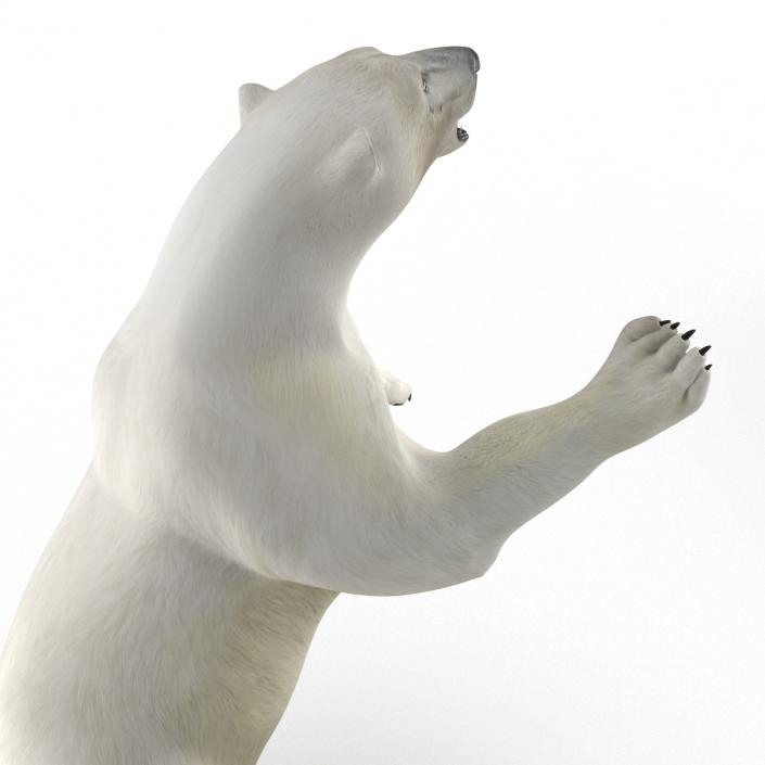 Polar Bear Pose 3 3D