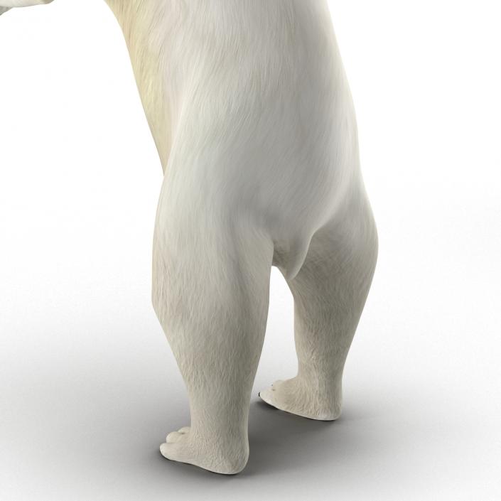 Polar Bear Pose 3 3D