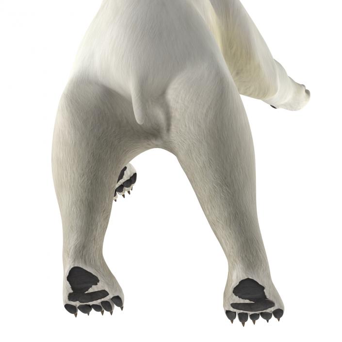 Polar Bear Pose 3 3D