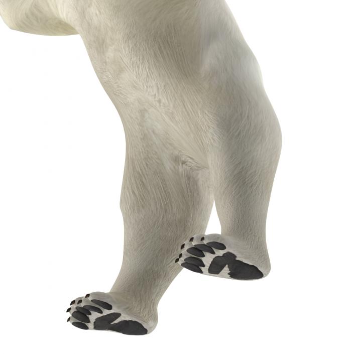 Polar Bear Pose 3 3D