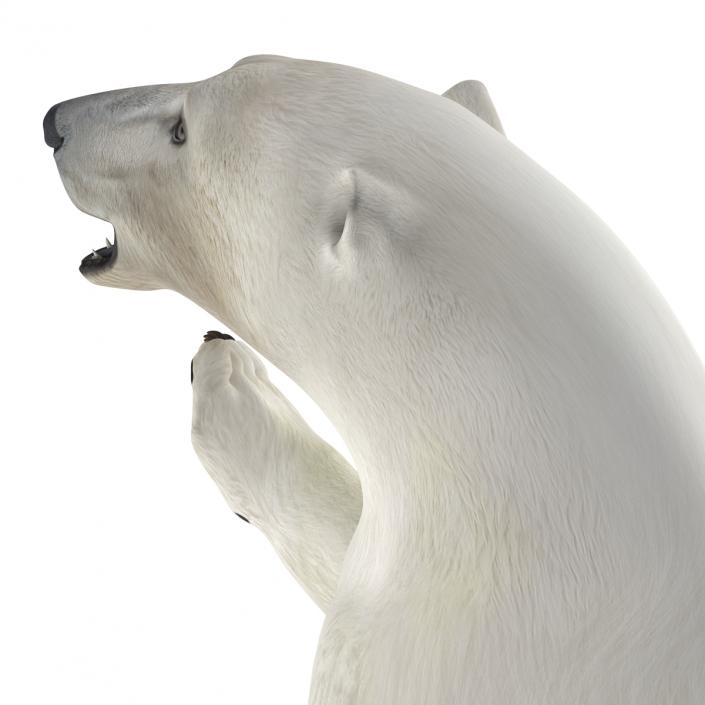 Polar Bear Pose 3 3D