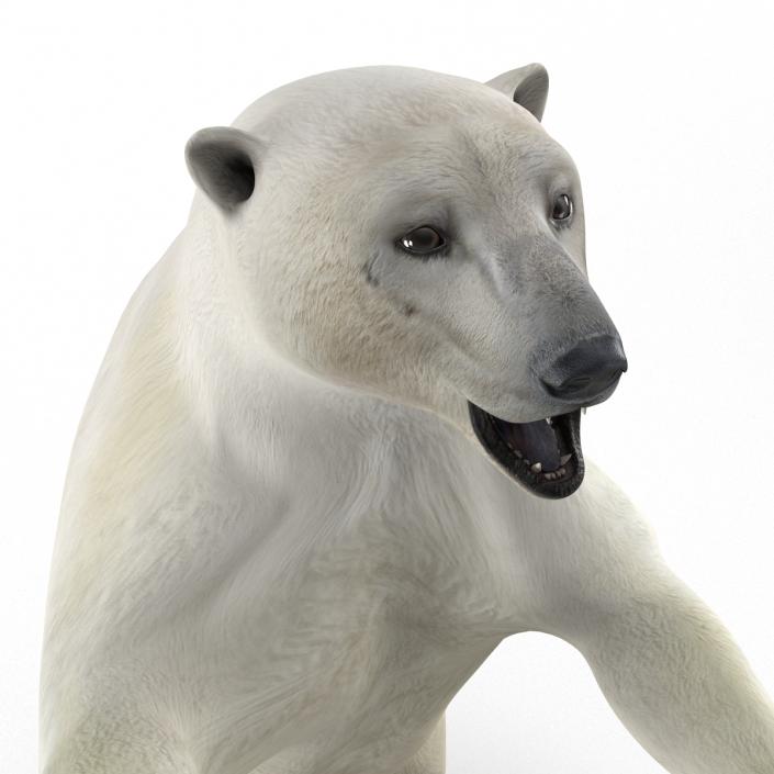 Polar Bear Pose 3 3D