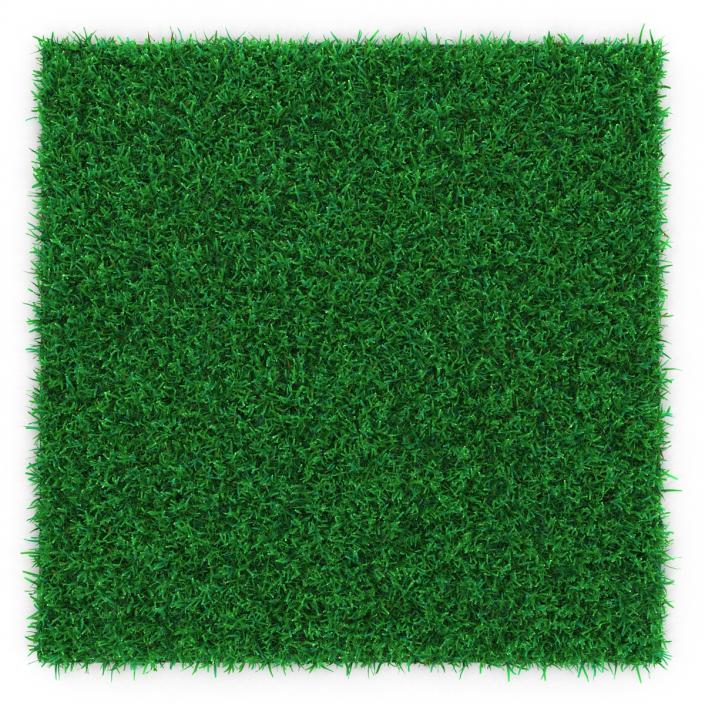 Kentucky Bluegrass Grass 3D model