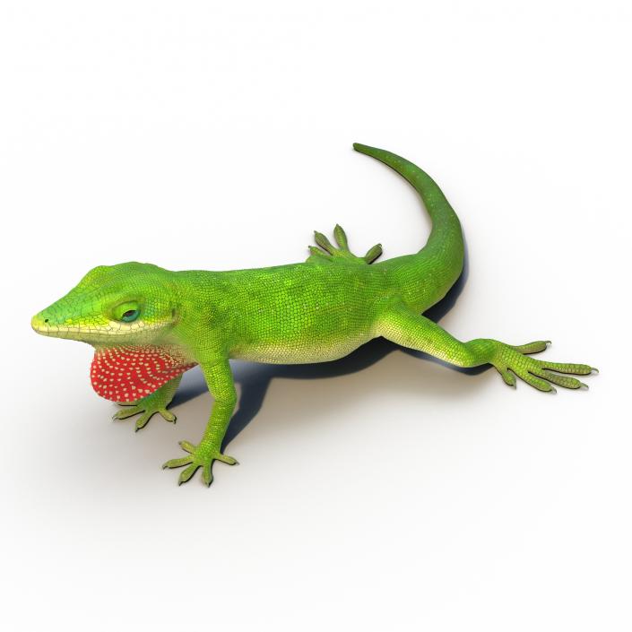 3D Carolina Anole Lizard Rigged model