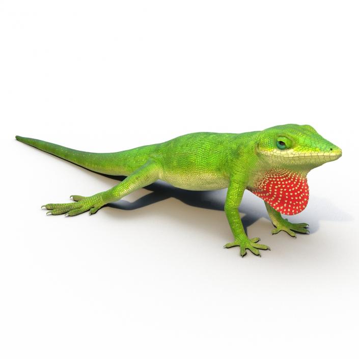 3D Carolina Anole Lizard Rigged model