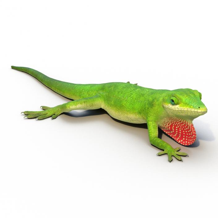 3D Carolina Anole Lizard Rigged model