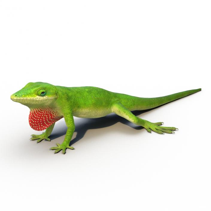 3D Carolina Anole Lizard Rigged model