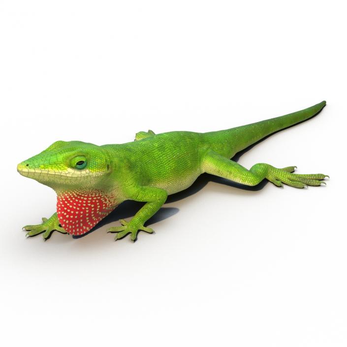 3D Carolina Anole Lizard Rigged model